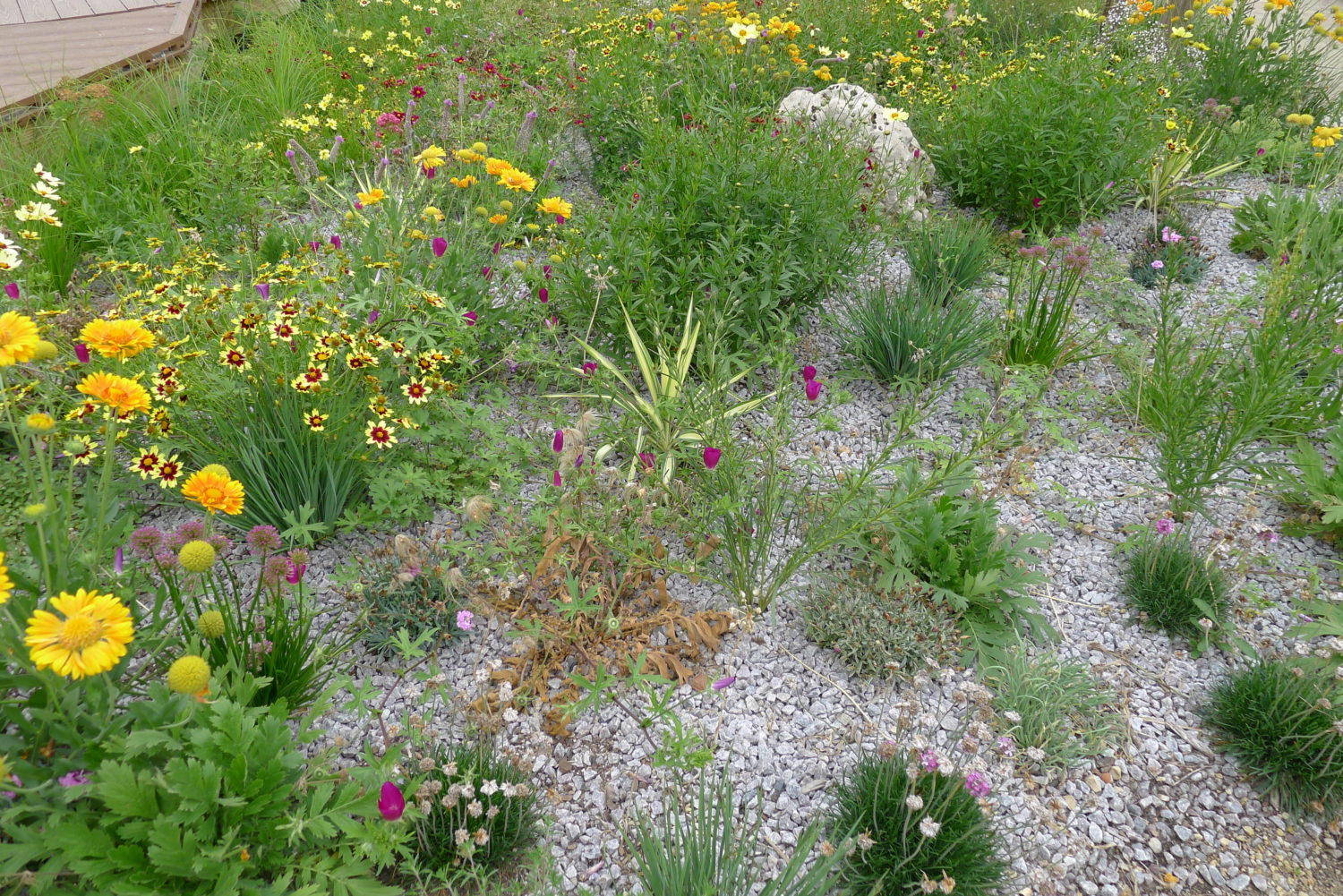 Going Green with a Landscape in Phoenix